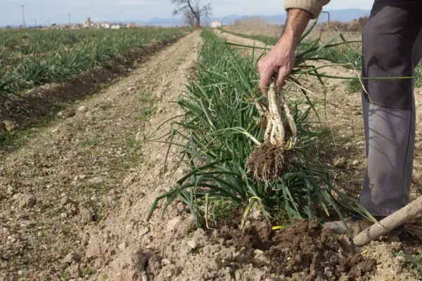 campo de calçots en Valls