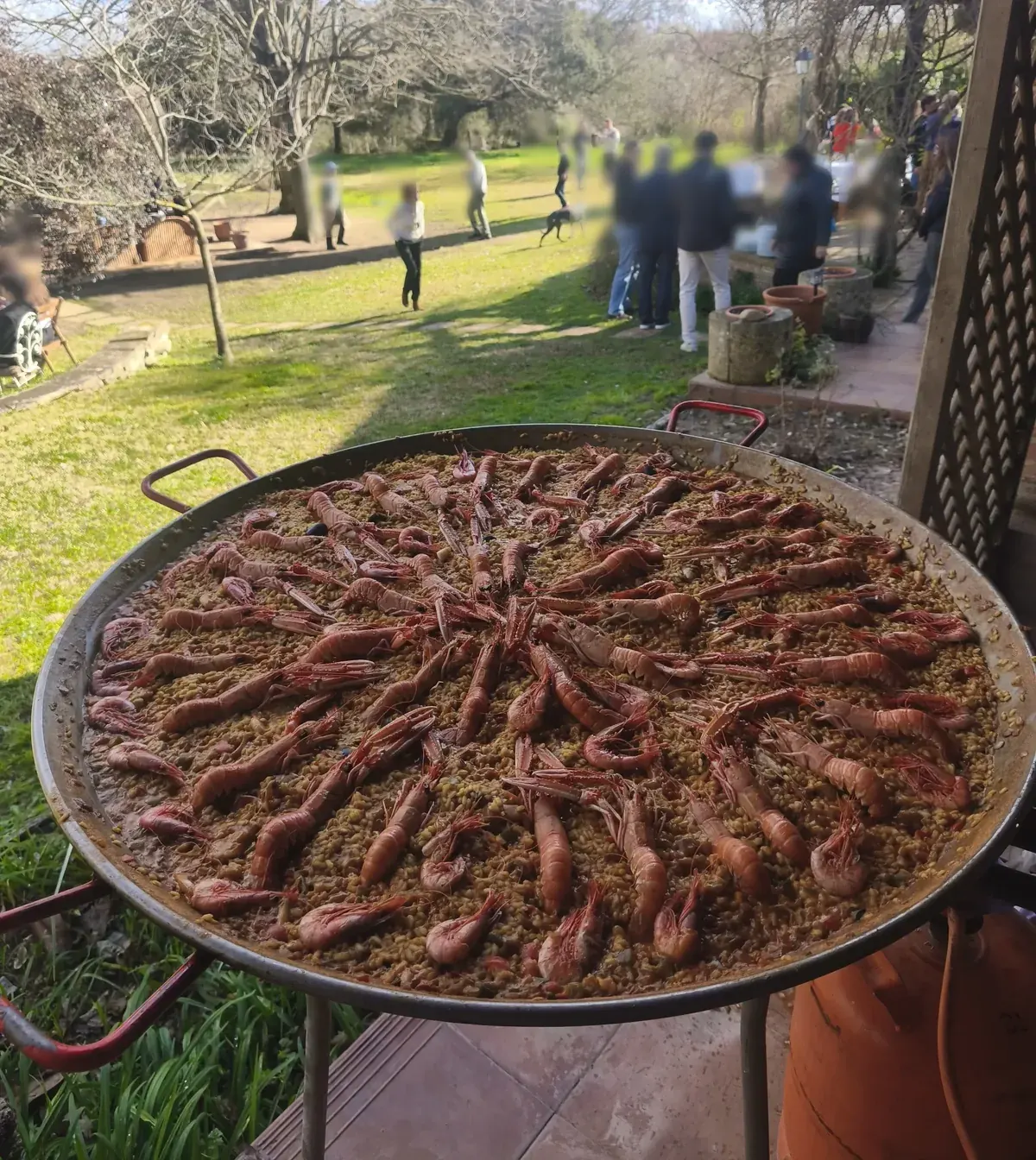 Paella gigante de marisco fresco con gambas para evento
